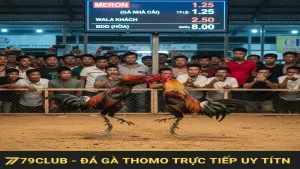 Hướng dẫn chơi Đá gà Thomo trực tiếp 79Club