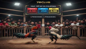 Đá gà Philippines là gì? Những điều cần biết 79Club